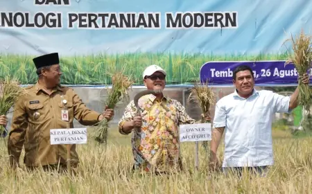 Panen Perdana Padi Organik Tandai Program Bapak Asuh Pertanian Jombang