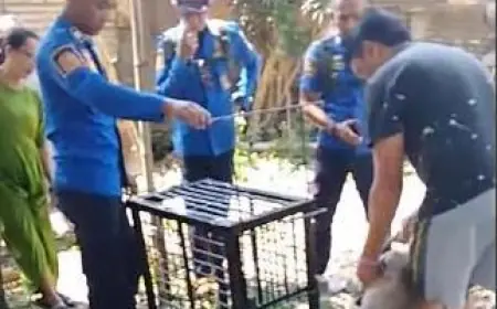Kera Peliharaan Lepas dan Serang Balita, Damkar Bondowoso Turun Tangan