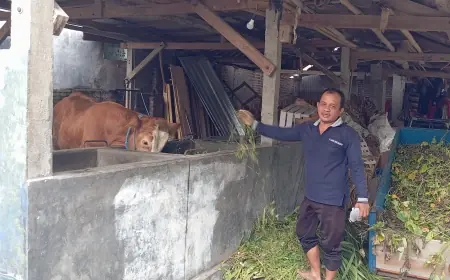 Aksi Maling Sapi di Kota Blitar Terekam CCTV, Pelaku Terlihat Santai