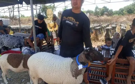 Juara Kontes Kambing di Bungah Gresik Fantastis, Bobot Nyaris 1 Kuintal