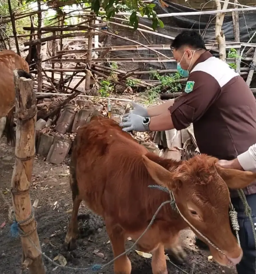 871 Hewan Ternak di Pasuruan Divaksinasi Oleh Tim Puskeswan