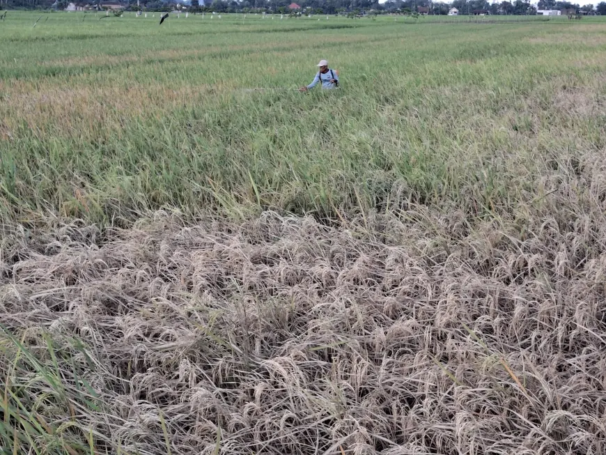 Serangan Wereng Lumpuhkan Lahan Padi di Trenggalek, Petani Terancam Gagal Panen