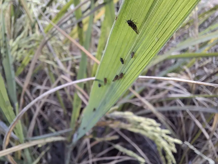 Wereng Cokelat Serang 238 Hektare Sawah di Durenan, Trenggalek