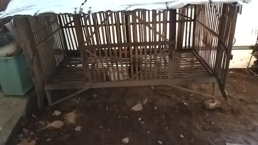 Maling Ayam Beraksi saat Cek Sound Karnaval, Warga Jombang Harap Aparat Desa Tanggap