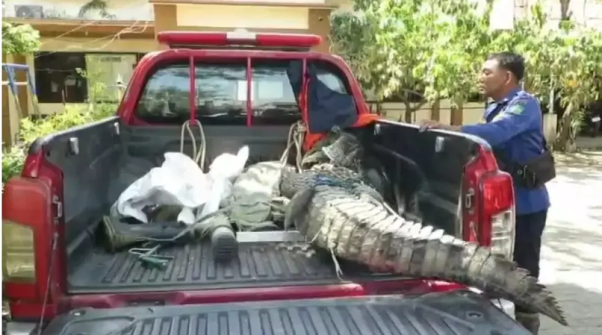 Buaya Muara Gegerkan Warga Kalisogo, Damkar Sidoarjo Lakukan Evakuasi Dramatis