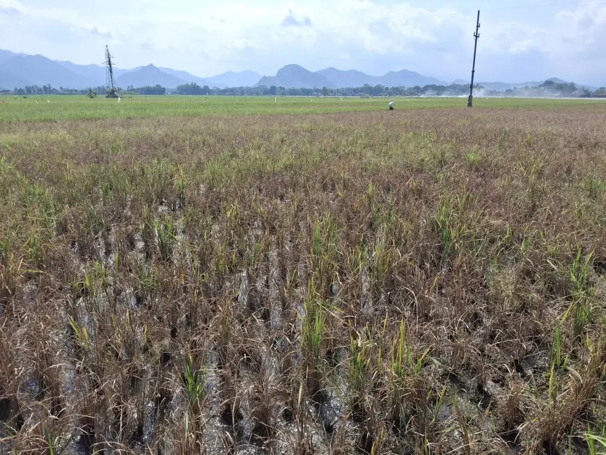 Ratusan Hektare Padi di Tulungagung Diserang Wereng, Petani Terancam Gagal Panen