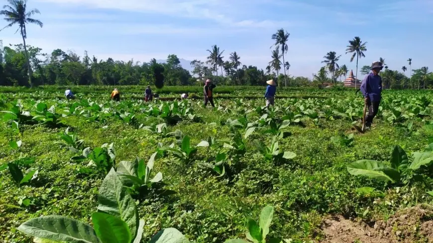 BLT DBHCHT di Bondowoso Sasar 7.566 Buruh Pabrik Rokok