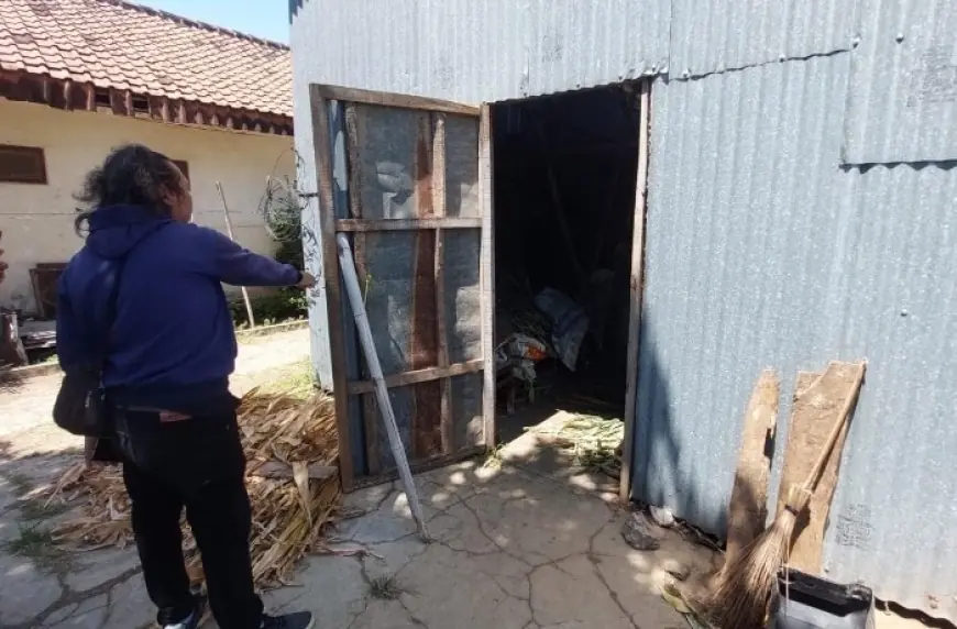 Tiga Sapi Limousin Raib Dicuri di Probolinggo, Kerugian Capai Puluhan Juta