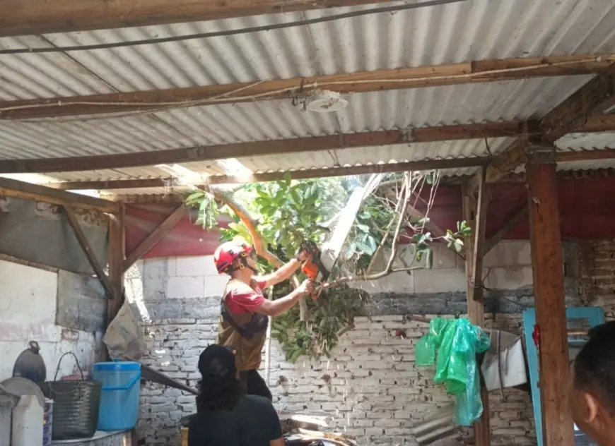 Dahan Pohon Tumbang Timpa Rumah Warga, BPBD Malang Turun Tangan