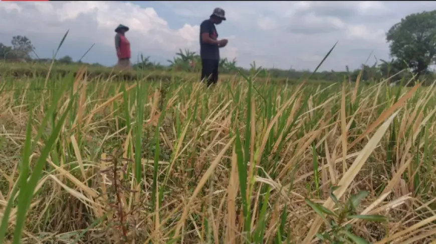 Puluhan Hektare Sawah di Ngawi Gagal Panen 3 Tahun Berturut-turut
