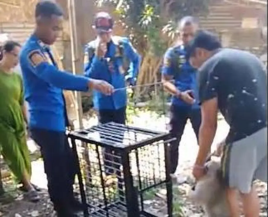 Kera Peliharaan Lepas dan Serang Balita, Damkar Bondowoso Turun Tangan