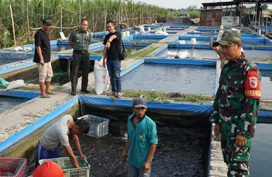 Dandim 0814 Jombang Kunjungi Peternak Lele, Bentuk Dukungan untuk Ketahanan Pangan
