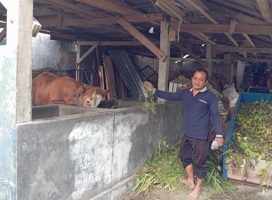 Aksi Maling Sapi di Kota Blitar Terekam CCTV, Pelaku Terlihat Santai