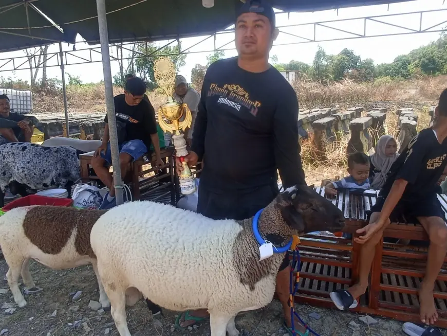 Juara Kontes Kambing di Bungah Gresik Fantastis, Bobot Nyaris 1 Kuintal