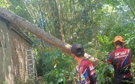 Angin Kencang Tumbangkan Pohon, Dua Rumah di Jambesari Bondowoso Rusak Ringan