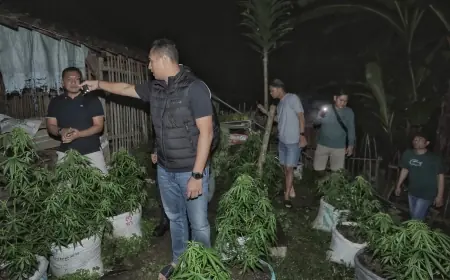 Temuan Ladang Ganja di Blitar, 820 Batang Tanaman Ganja Diamankan Polisi