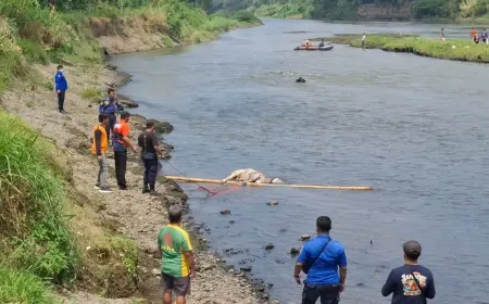 Khawatir Bawa Penyakit, Bangkai Sapi di Sungai Brantas Tulungagung Dimusnahkan