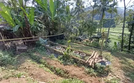 Ngaku Tanaman Jamu, Ladang Ganja di Blitar Akhirnya Terendus Polisi