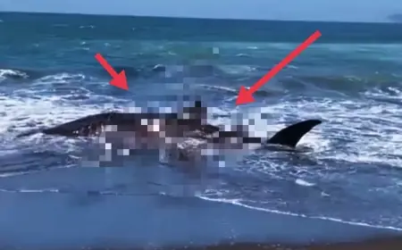 Lagi, Hiu Tutul Terdampar di Pantai Selatan Jember