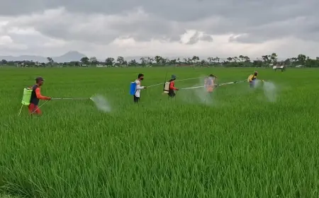 Petani Desa Kiping Tulungagung Lakukan Penyemprotan Massal Atasi Hama Wereng