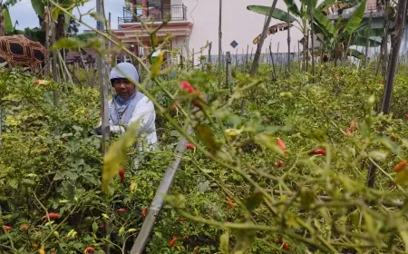 Harga Cabai Rawit Turun, Petani di Malang Sulit Tutup Biaya Produksi