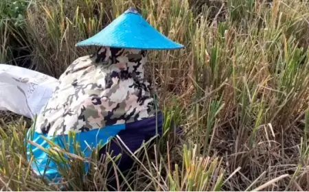 Miris! Warga Lamongan Berburu Makanan dari Padi yang Terbuang