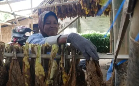 Gudang Pengering Tembakau Jadi Perisai Petani Lumajang Hadapi Cuaca Tak Menentu