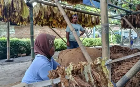 5.606 Buruh Tembakau Lumajang Dapat BPJS Gratis dari Dana Cukai