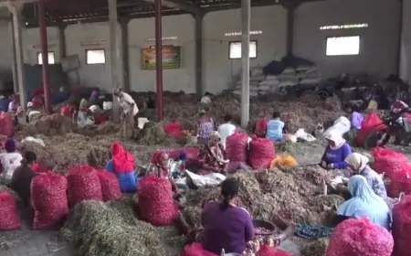 Panen Raya, Harga Bawang Merah di Ngantang Kota Batu Anjlok Jadi Rp 18 Ribu per Kilogram