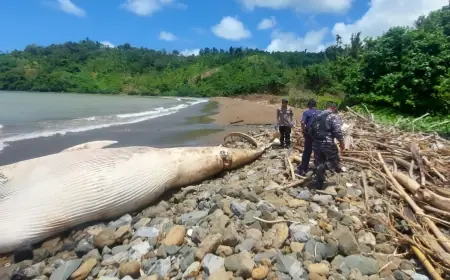 Paus Balin Sepanjang 7 Meter Terdampar Mati di Pantai Nglarap Tulungagung