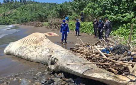 Bangkai Paus Balin Terdampar di Pantai Nglarap Tulungagung Mulai Membusuk, Petugas Terus Lakukan Pemantauan