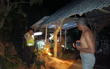Aksi Maling Ternak di Blitar Berhasil Digagalkan, Sapi Ketemu Tapi Pelaku Kabur