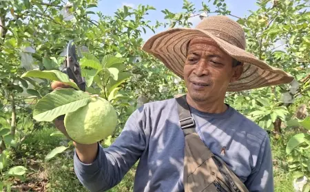 Dari Belimbing ke Jambu Kristal Jumbo, Mulyono Kewalahan Penuhi Permintaan