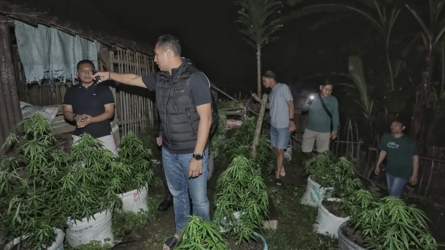 Temuan Ladang Ganja di Blitar, 820 Batang Tanaman Ganja Diamankan Polisi