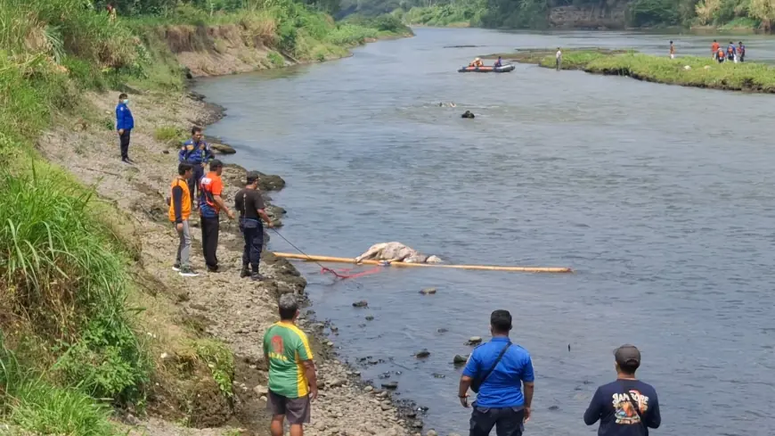 Khawatir Bawa Penyakit, Bangkai Sapi di Sungai Brantas Tulungagung Dimusnahkan