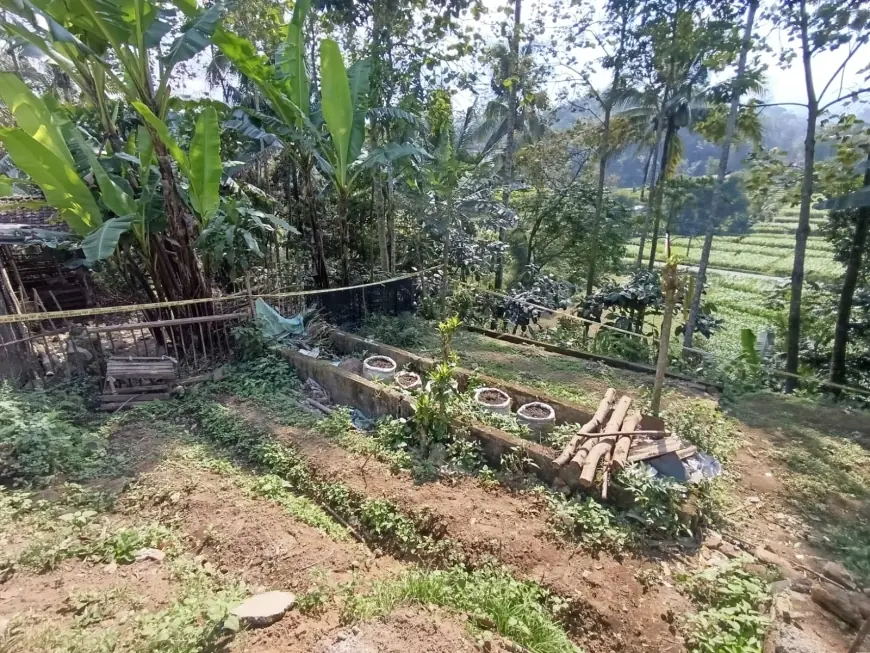 Ngaku Tanaman Jamu, Ladang Ganja di Blitar Akhirnya Terendus Polisi