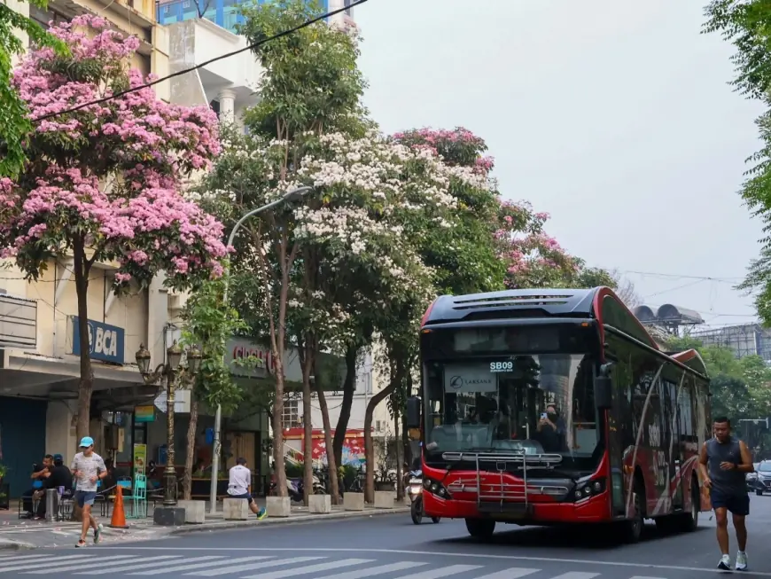 Surabaya Diselimuti Sakura Tropis, Tabebuya Mekar Hiasi Kota Pahlawan