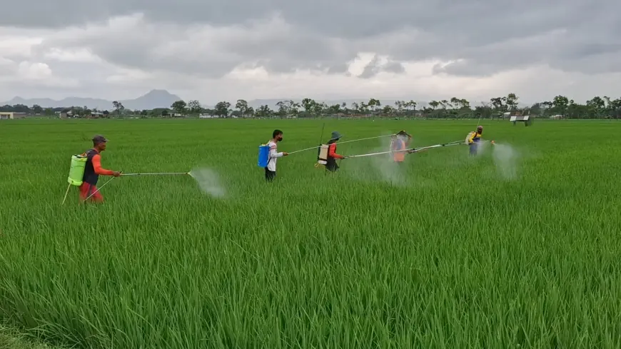 Petani Desa Kiping Tulungagung Lakukan Penyemprotan Massal Atasi Hama Wereng