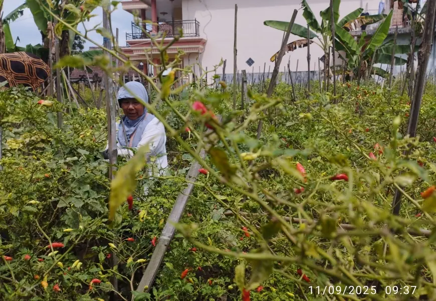 Harga Cabai Rawit Turun, Petani di Malang Sulit Tutup Biaya Produksi