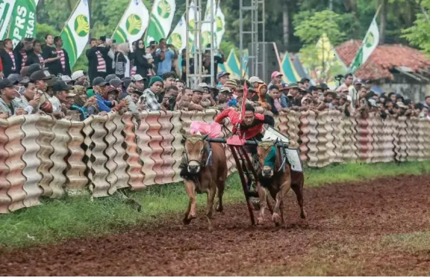 Karapan Sapi Piala Presiden 2025: Sumenep Gelar Seleksi