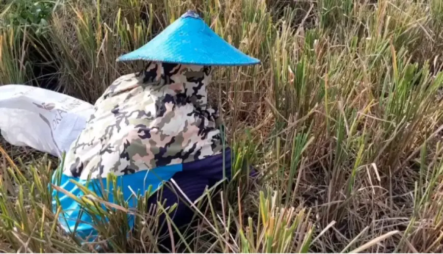 Miris! Warga Lamongan Berburu Makanan dari Padi yang Terbuang