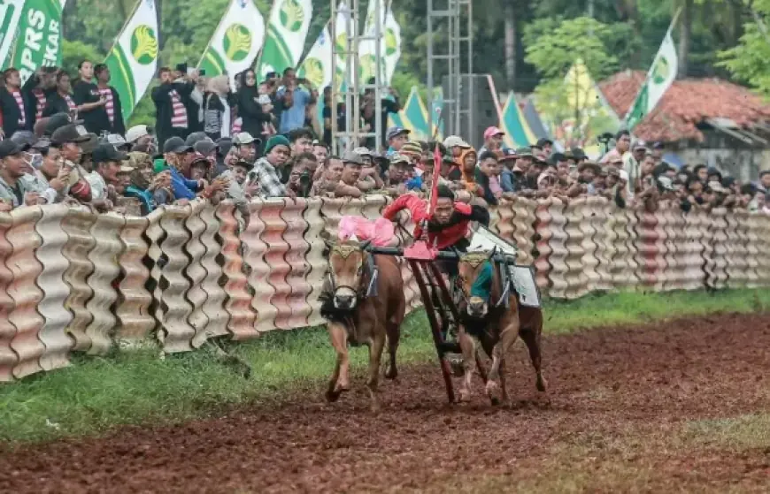 Kerapan Sapi Sumenep Terapkan CCTV di Garis Finish untuk Seleksi Piala Presiden