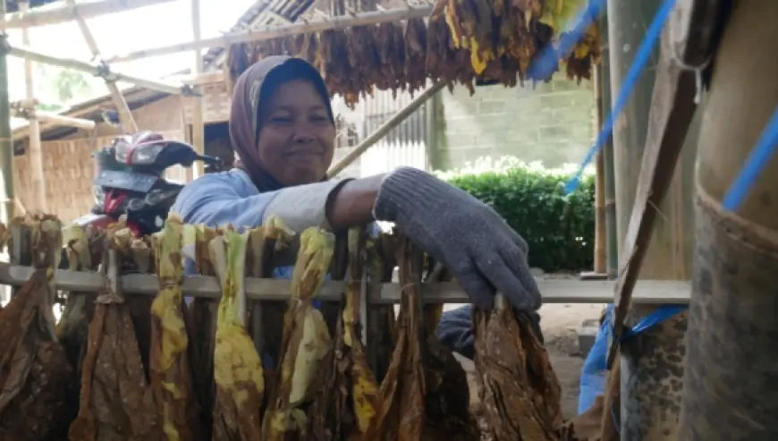 Gudang Pengering Tembakau Jadi Perisai Petani Lumajang Hadapi Cuaca Tak Menentu