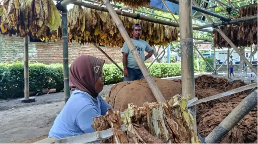 5.606 Buruh Tembakau Lumajang Dapat BPJS Gratis dari Dana Cukai