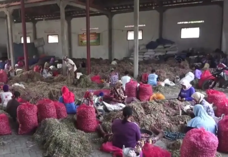 Panen Raya, Harga Bawang Merah di Ngantang Kota Batu Anjlok Jadi Rp 18 Ribu per Kilogram