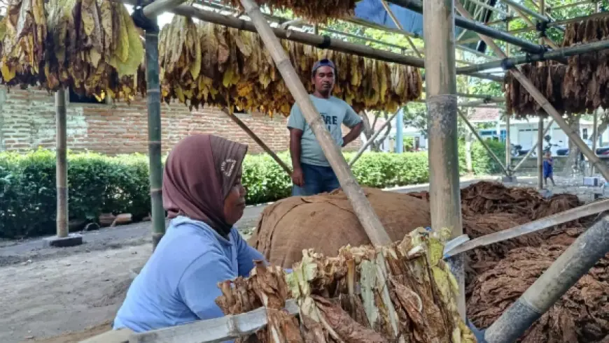 Pemkab Lumajang Kucurkan Rp1,9 Miliar untuk Buruh Tembakau dan Pelatihan