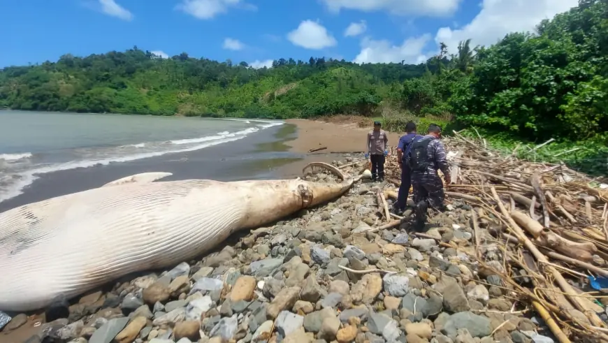 Paus Balin Sepanjang 7 Meter Terdampar Mati di Pantai Nglarap Tulungagung