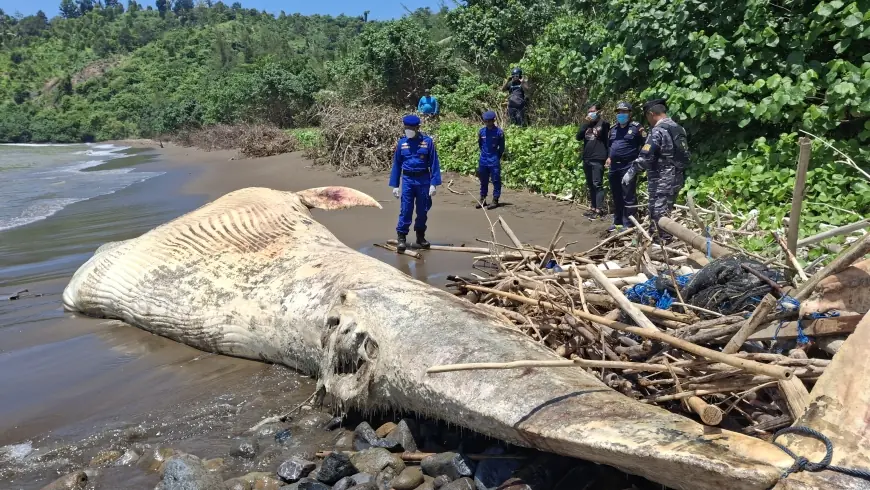 Bangkai Paus Balin Terdampar di Pantai Nglarap Tulungagung Mulai Membusuk, Petugas Terus Lakukan Pemantauan