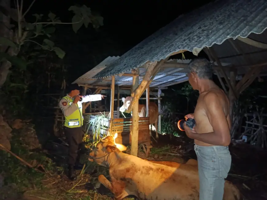 Aksi Maling Ternak di Blitar Berhasil Digagalkan, Sapi Ketemu Tapi Pelaku Kabur