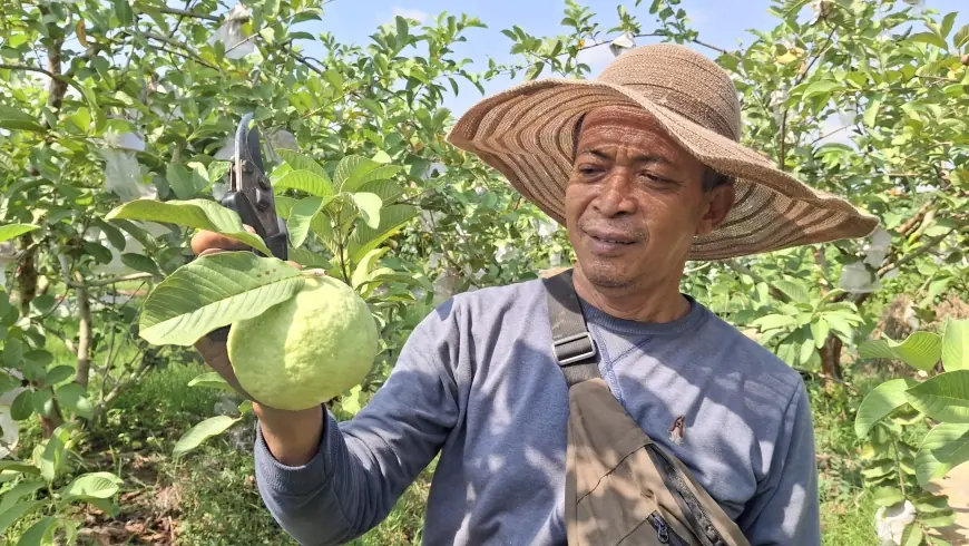 Dari Belimbing ke Jambu Kristal Jumbo, Mulyono Kewalahan Penuhi Permintaan